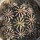 GYMNOCALYCIUM friedrichii var. angustostriatum LB 2178, 11 pieces