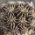 GYMNOCALYCIUM friedrichii var. angustostriatum LB 2178, 14 pieces