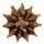 GYMNOCALYCIUM friedrichii var. angustostriatum LB 2178, illustrative photo
