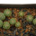 STROMBOCACTUS disciformis ssp. esperanzae, VM 291, Xichu, 9 pieces