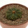 AZTEKIUM ritteri, 3,5 cm pot