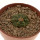 AZTEKIUM ritteri, 3,5 cm pot