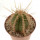 PIERREBRAUNIA brauniorum ex Neirick ex Zahra, clone 1, rooted offset