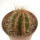 PIERREBRAUNIA brauniorum ex Neirick ex Zahra, clone 1, rooted offset
