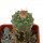 STROMBOCACTUS esperanzae var. nova SN 2014.0201, pot 6 cm