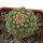 STROMBOCACTUS esperanzae var. nova SN 2014.0201, pot 6 cm