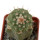 STROMBOCACTUS esperanzae var. nova SN 2014.0201, pot 6 cm