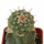 STROMBOCACTUS esperanzae var. nova SN 2014.0201, pot 6 cm