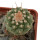 STROMBOCACTUS esperanzae var. nova SN 2014.0201, pot 6 cm