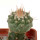 STROMBOCACTUS esperanzae var. nova SN 2014.0201, pot 6 cm