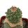 STROMBOCACTUS esperanzae var. nova SN 2014.0201, pot 6 cm