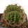 AZTEKIUM ritteri f. cristate, pot 6 cm, grafted offset