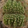 AZTEKIUM ritteri f. cristate, pot 6 cm, grafted offset