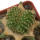 AZTEKIUM ritteri f. cristate, pot 6 cm, grafted offset