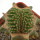 AZTEKIUM ritteri f. cristate, pot 6 cm, grafted offset