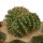 AZTEKIUM ritteri f. cristate, pot 6 cm, grafted offset