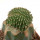 AZTEKIUM ritteri f. cristate, pot 6 cm, grafted offset
