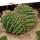 AZTEKIUM ritteri f. cristate, pot 6 cm, grafted offset