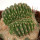 AZTEKIUM ritteri f. cristate, pot 6 cm, grafted offset