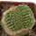 AZTEKIUM ritteri f. cristate, pot 6 cm, grafted offset