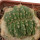 AZTEKIUM ritteri f. cristate, pot 6 cm, grafted offset