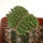 AZTEKIUM ritteri f. cristate, pot 6 cm, grafted offset