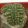 AZTEKIUM ritteri f. cristate, pot 6 cm, grafted offset