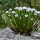 AGAVE albopilosa, illustrative photo, copyright Jarda Šnicer