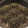 GYMNOCALYCIUM friedrichii var. angustostriatum LB 2178, Alto Paraguay, Aqua Dulce, 7 pieces