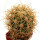 FEROCACTUS johnstonianus,  pot 6 cm