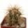 FEROCACTUS johnstonianus,  pot 6 cm, rooted offset