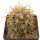 FEROCACTUS johnstonianus,  pot 6,5 cm