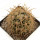 FEROCACTUS johnstonianus,  pot 7,5 cm, rooted offset