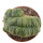 LOPHOPHORA spec. f. cristata, illustrative photo