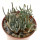 AVONIA quinaria ssp. alstonii, one pot 6 cm