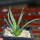 AGAVE albopilosa, clone 1 offset of mother plant, pot 7 cm