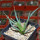 AGAVE albopilosa, clone 1 offset of mother plant, pot 7 cm