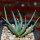 AGAVE albopilosa, clone 1 offset of mother plant, pot 7 cm