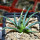 AGAVE albopilosa, clone 1 offset of mother plant, pot 7 cm