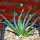 AGAVE albopilosa, clone 1 offset of mother plant, pot 7 cm