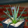 AGAVE albopilosa, clone 1 offset of mother plant, pot 7 cm