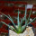 AGAVE albopilosa, clone 1 offset of mother plant, pot 7 cm