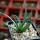 AGAVE albopilosa, clone 1 offset of mother plant, pot 7 cm