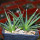 AGAVE albopilosa, two plants, pot 7 cm