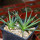 AGAVE albopilosa, two plants, pot 7 cm