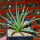 AGAVE albopilosa, clone 2 offset of mother plant, pot 7 cm