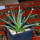 AGAVE albopilosa, clone 2 offset of mother plant, pot 7 cm