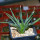 AGAVE albopilosa, clone 2 offset of mother plant, pot 7 cm