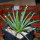 AGAVE albopilosa, clone 2 offset of mother plant, pot 7 cm