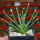 AGAVE albopilosa, clone 2 offset of mother plant, pot 7 cm